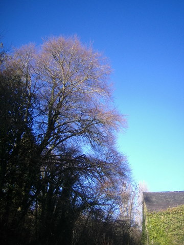 Beech Tree.JPG